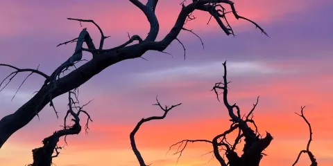 黑城弱水胡楊林+怪樹林半日遊【看日落/上門接送】