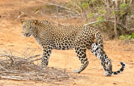亞拉野生動物園
