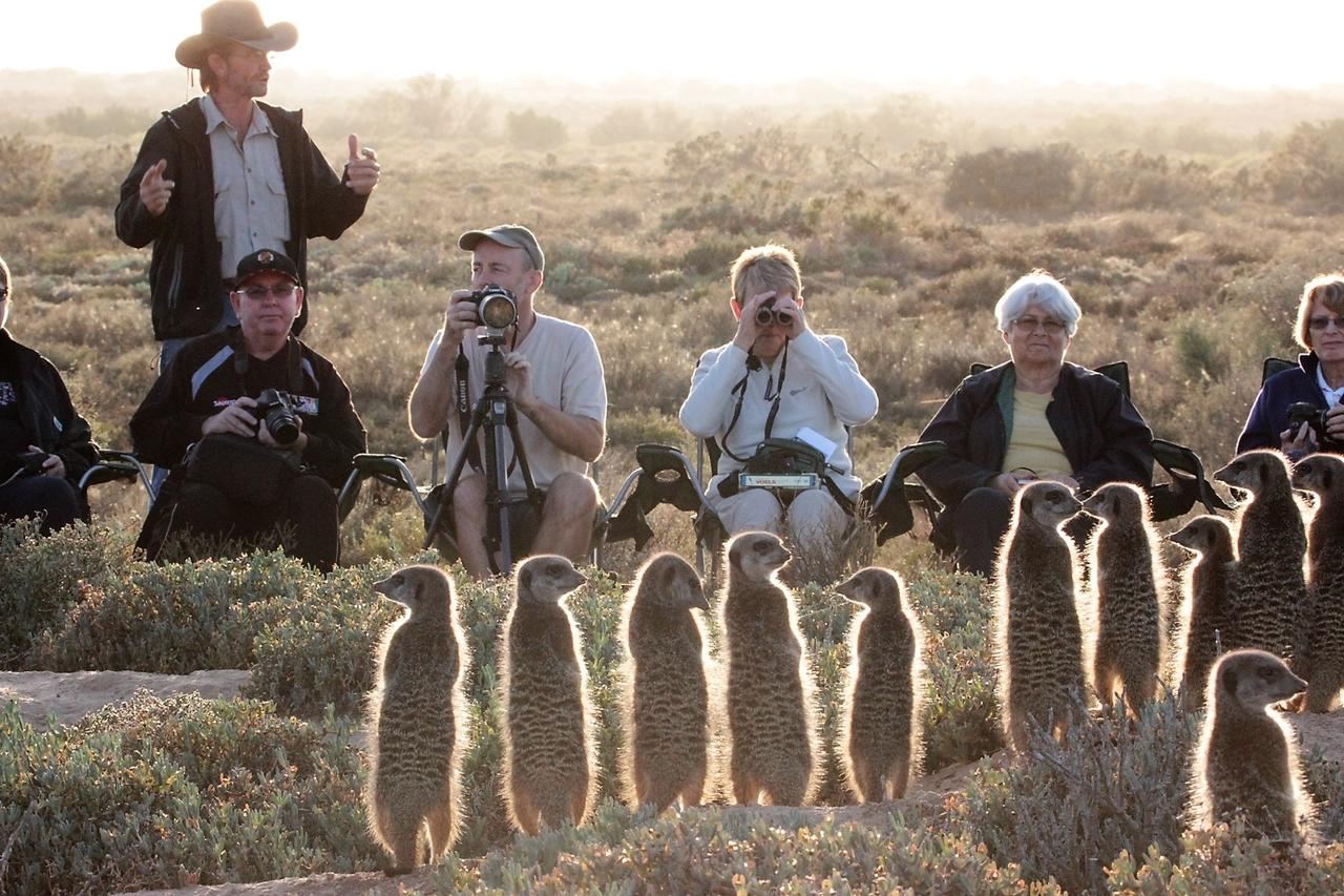 Departure from Windhoek|Naankuse Meerkat Manor 2hr Close Encounter Half-Day Tour