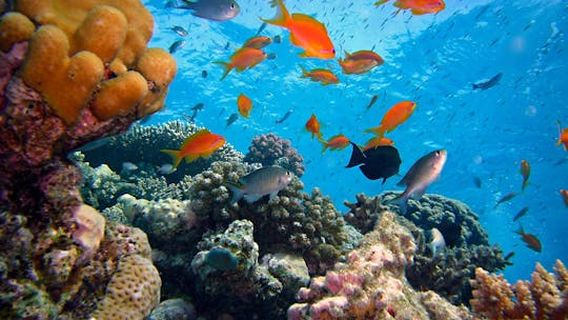 Sharm El Sheikh