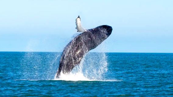 沖縄座間味でホエールウォッチングの日帰りツアー【冬季限定プラン|ホエールウォッチング|北谷発