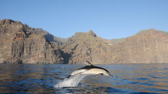 Los Gigantes: Dolphin & Whale Watching Tour on a Pirate Boat