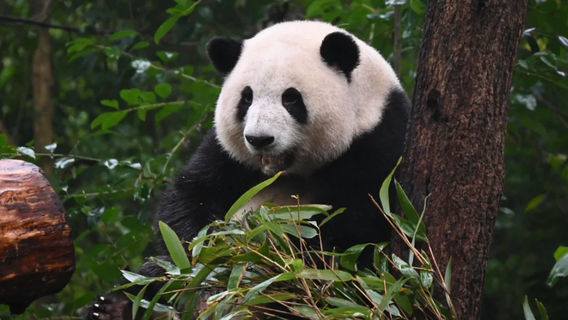 ChengduTours