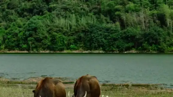 湖州安吉一日遊：小杭坑+江南天池+藏龍百瀑【包車×多語言】