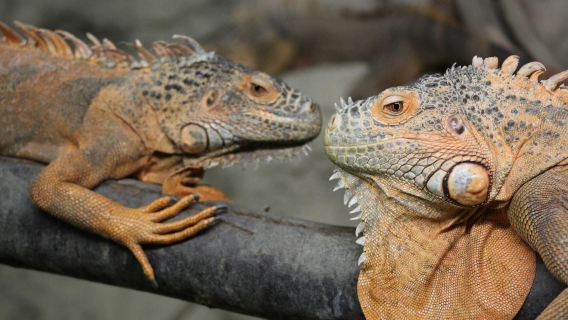 Abu Dhabi Attraction: Emirates Park Zoo Abu Dhabi