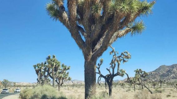 美國洛杉磯約書亞樹+曼哈頓海灘一日遊/行程可調-可客製化多日遊