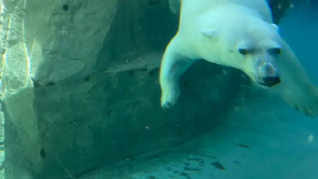 日本札幌來回旭川富良野美瑛/可小樽登別北海道多日-精選