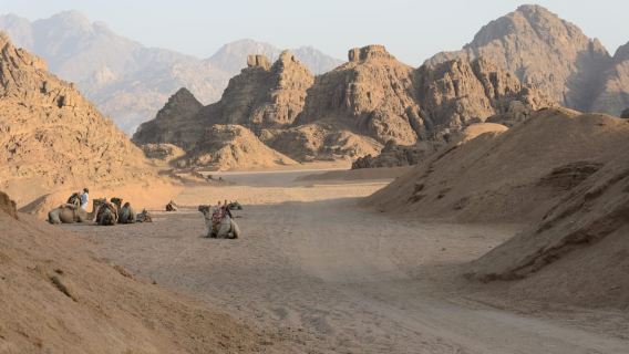 Hurghada: ATV Quad, Jeep and Buggy Safari with BBQ Dinner