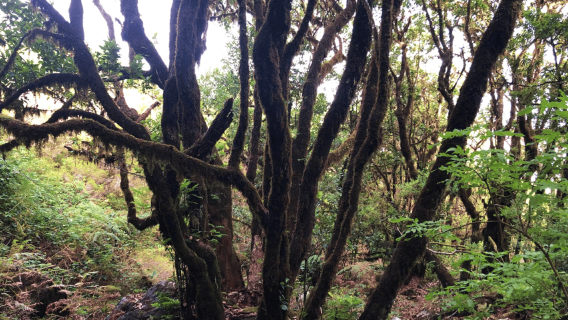 Madeira: Private Guided Vereda do Fanal Walk PR13