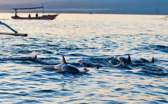Bali: Petualangan lumba-lumba Lovina dengan sarapan dan snorkeling.