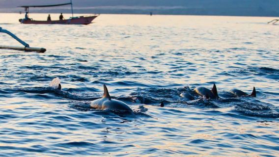 Bali: Lovina dolphin adventure with breakfast and snorkling.