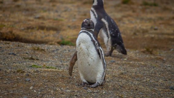 Pulau Magdalena: Berjalan bersama penguin