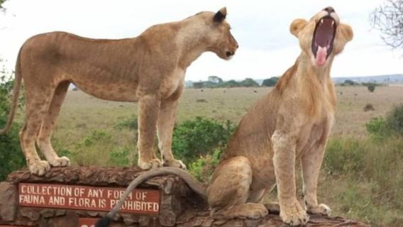 1 Tag zum Nairobi-Nationalpark