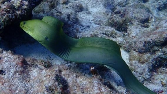 Key Largo: viaje de snorkel