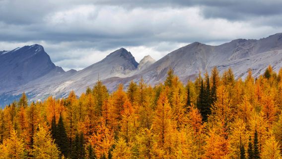 蒙特婁「楓」情萬種市內賞楓專線一日遊【專屬司導10H服務】