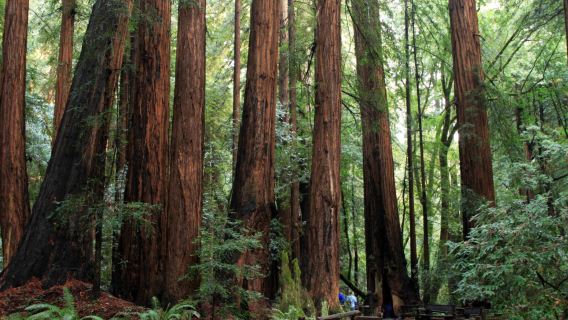 美國舊金山繆爾森林國家紀念地+科伊特塔+聯合廣場