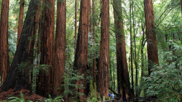 Muir Woods National Monument + Coit Tower + Union Square in San Francisco, USA