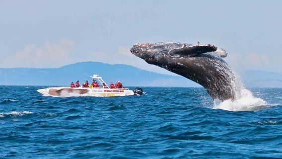 沖縄ホエールウォッチング・那覇北谷沖クルーズ・沖縄冬季限定【那覇市指定ホテル無料送迎】