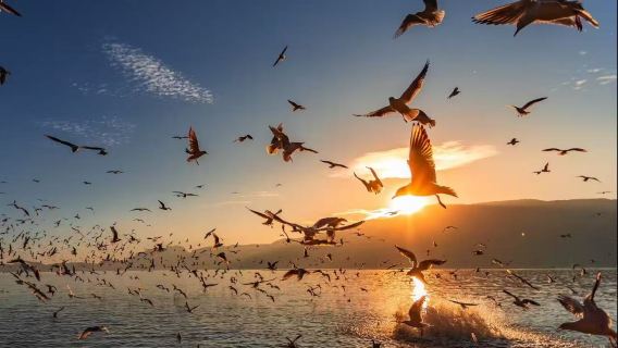 คุนหมิงไปกลับ: ชมนกนางนวลที่ทะเลสาบเตียนฉือ + กระเช้าลอยฟ้าเขาซีซาน + ทัวร์ 1 วันหมู่บ้านกลุ่มชาติพันธุ์ยูนนาน | ทัวร์ส่วนตัว