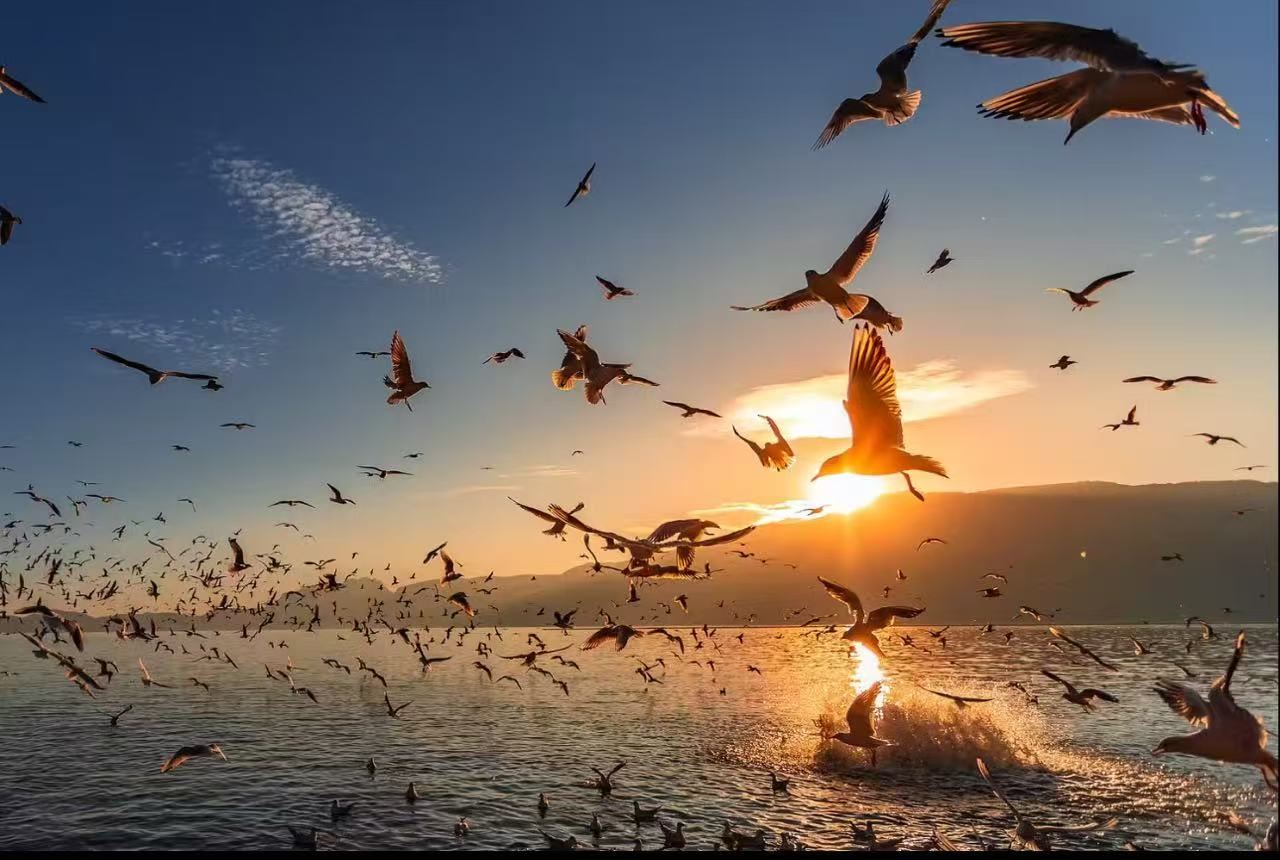 Excursión de un día privada en Kunming, Yunnan: Observar gaviotas en el lago Dianchi + teleférico de la montaña Xishan + Aldea de las Minorías Étnicas de Yunnan | Ida y vuelta