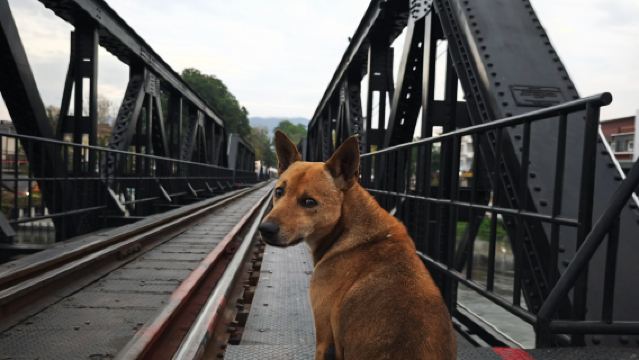 【バンコク発】カンチャナブリー貸切チャーター日帰りツアー|ワイルドライフパーク+クウェー川鉄橋+戦場にかける橋