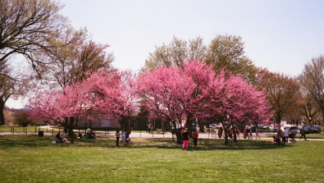Kenwood Kirschblüten: Halbtagesausflug in Washington DC