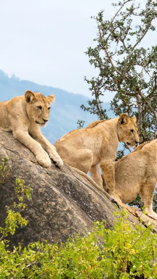 Half-Day Tour of Nairobi National Park in Kenya - Elephant Orphanage/Giraffe Centre (Minimum 2 Persons)