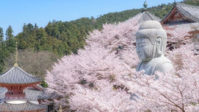 [Edizione limitata stagione dei ciliegi] Tour di un giorno a Osaka: Grande Buddha dei ciliegi al tempio Tsubosaka + Ciliegio della cascata di Hongo + Parco di Nara