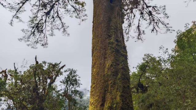 Gaoligong Mountains Mao Mao Qiu Primitive Forest Hiking 3/6/9 km + 3 Meals + Guide + Wild Hot Springs