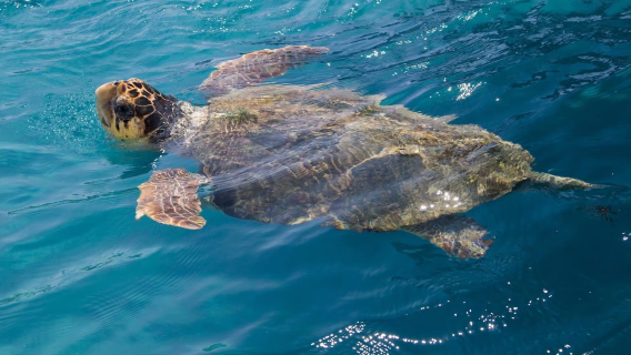 Excursión a la isla de las tortugas y las cuevas de Keri en Zakynthos, Grecia con barco de fondo de cristal