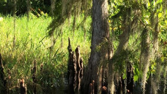 Wild Florida - Adventure Package with Hotel Pick-up