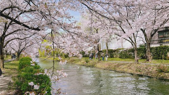 大阪來回-金閣寺-龍安寺 -渡月橋+竹林小徑包車，行程可調