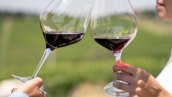 Rimini Beyond the Coast: Organic Wine & Clay Terroir Journey