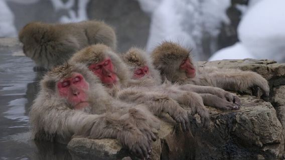 TokamachiTours