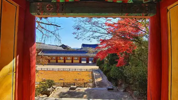 慶州一日遊 釜山出發 [2025 石窟庵特別版]