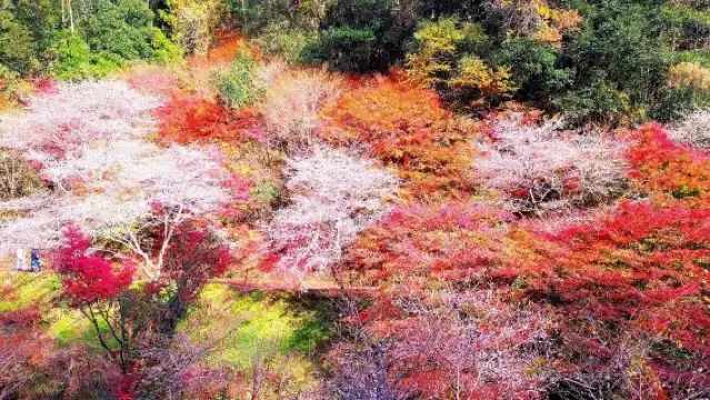 名古屋 虎溪山永保寺+香嵐溪+小原四季櫻一日遊,秋季限定路線