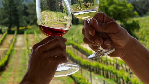 Algarve: tour guidato di degustazione di vini da Albufeira