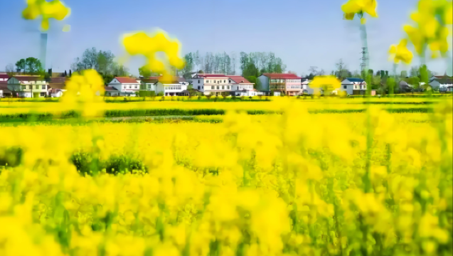 Lawatan Sehari ke Lautan Bunga Rape di Hanzhong [Singgah di Tempat Menarik Viral/Bunga Rape Hanzhong]