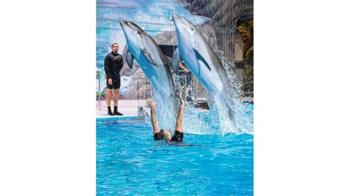 Dubai Attraction: Dubai Dolphinarium Day Tours 5