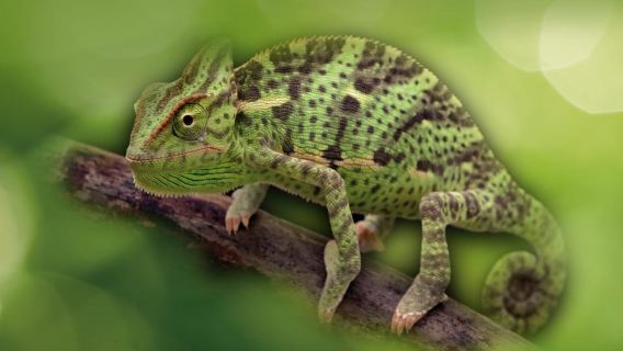 Livorno: Eintrittskarte für das Aquarium