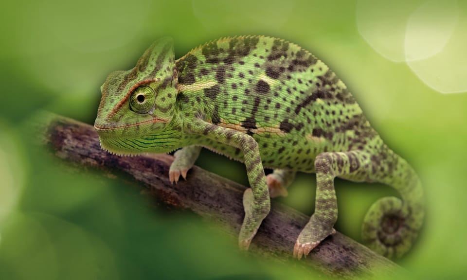 Livorno: Biglietto d'ingresso all'Acquario