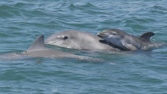 Cape May: Dolphin and Bird Watching Cruise