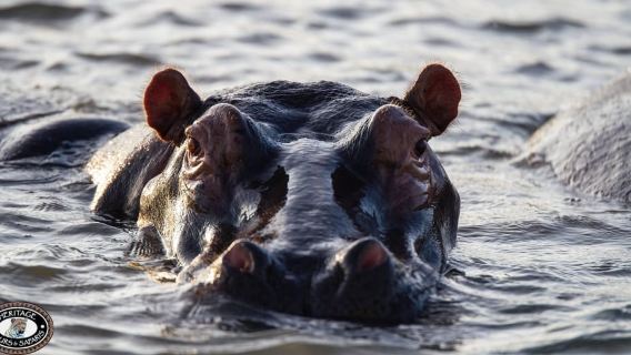 St Lucia: Hippo and Crocodile Cruise on a 15-Seat Vessel