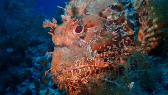 Alghero: diving baptism