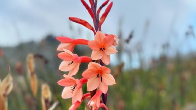 Столовая гора: поход по ущелью Скелетон