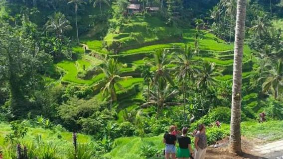 Ubud: Affenwald, Wasserfall, Reisfeld & Schaukel-Aktivität