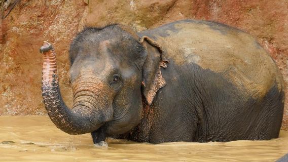 Phuket : visite à pied et nourrissage du sanctuaire des éléphants de Bukit