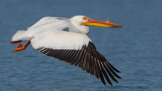 British Columbia: tour di birdwatching e fotografia