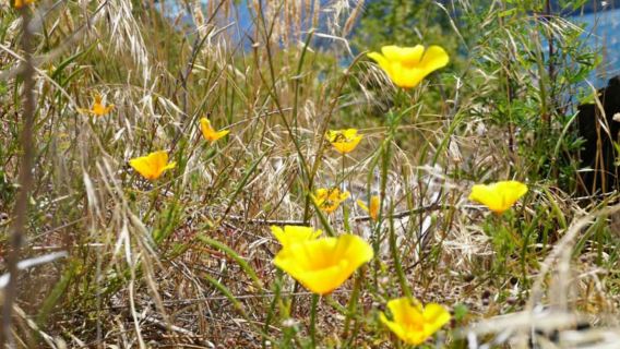Desde Wanaka: crucero de 1 hora a la isla Ruby y paseo fotográfico