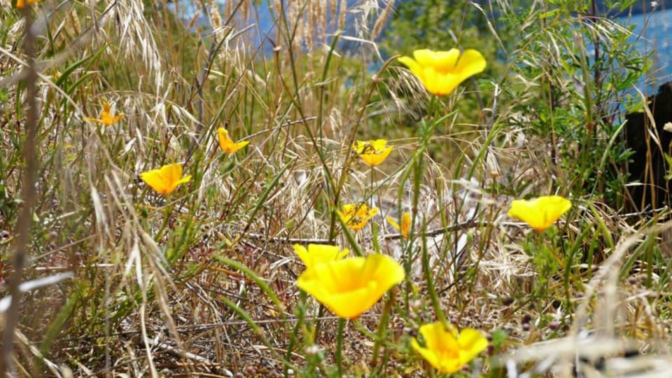 จากวานากา: ล่องเรือและเดินถ่ายภาพเกาะรูบี้ 1 ชั่วโมง